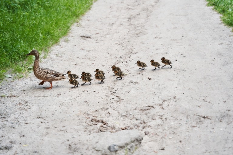 why ducklings follow their mother